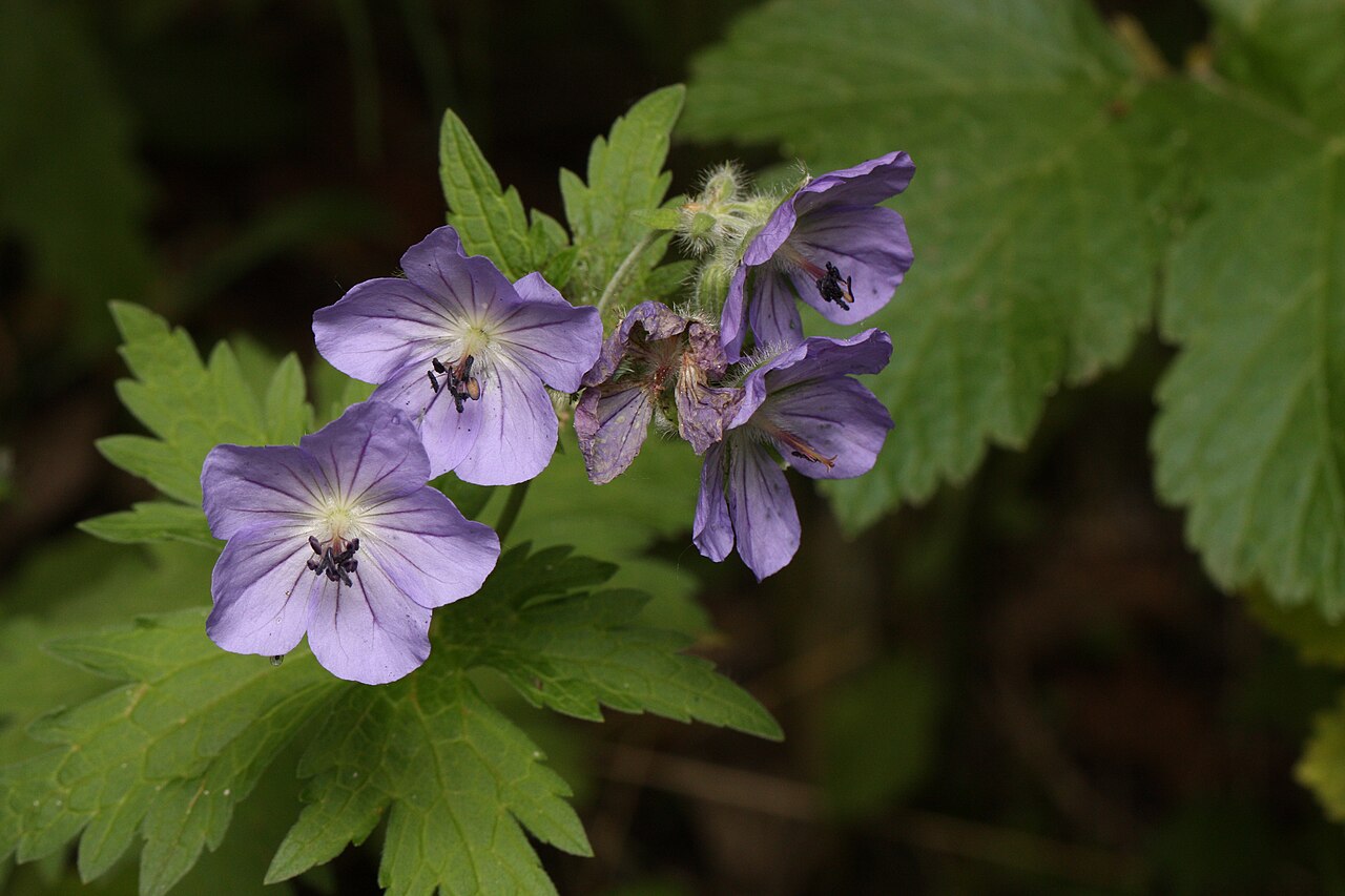 Woolly geranium: Cranesbill, Wild Geranium