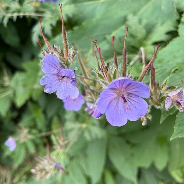 Woolly geranium (Geranium erianthum)