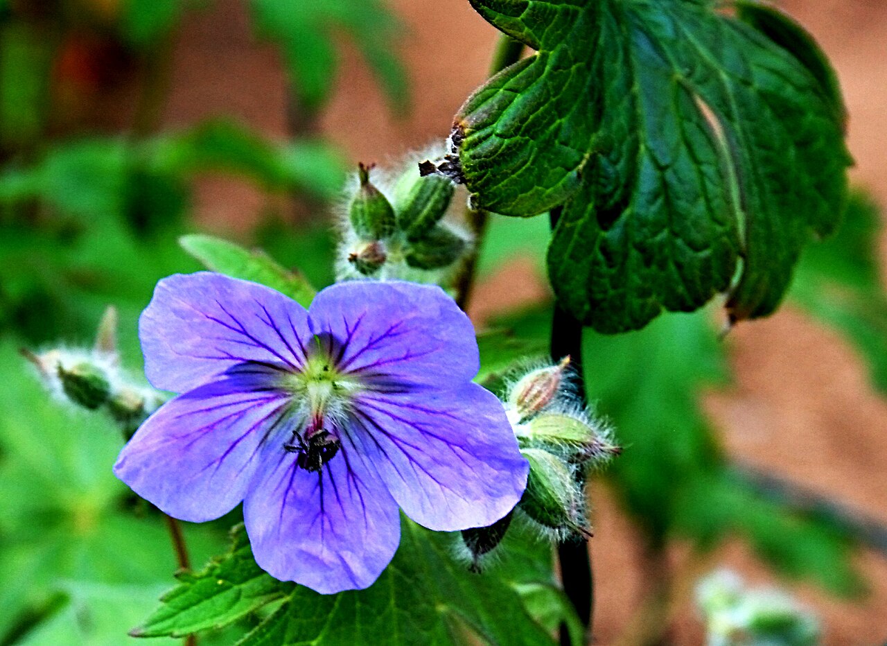 Woolly geranium: Ísland , Akureyri Botanical Gardens: Storchschnabel Geranium erianthum