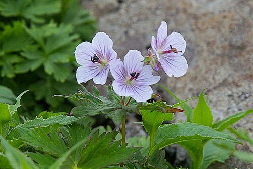 Woolly geranium: チシマフウロ (北海道富良野岳) Geranium erianthum