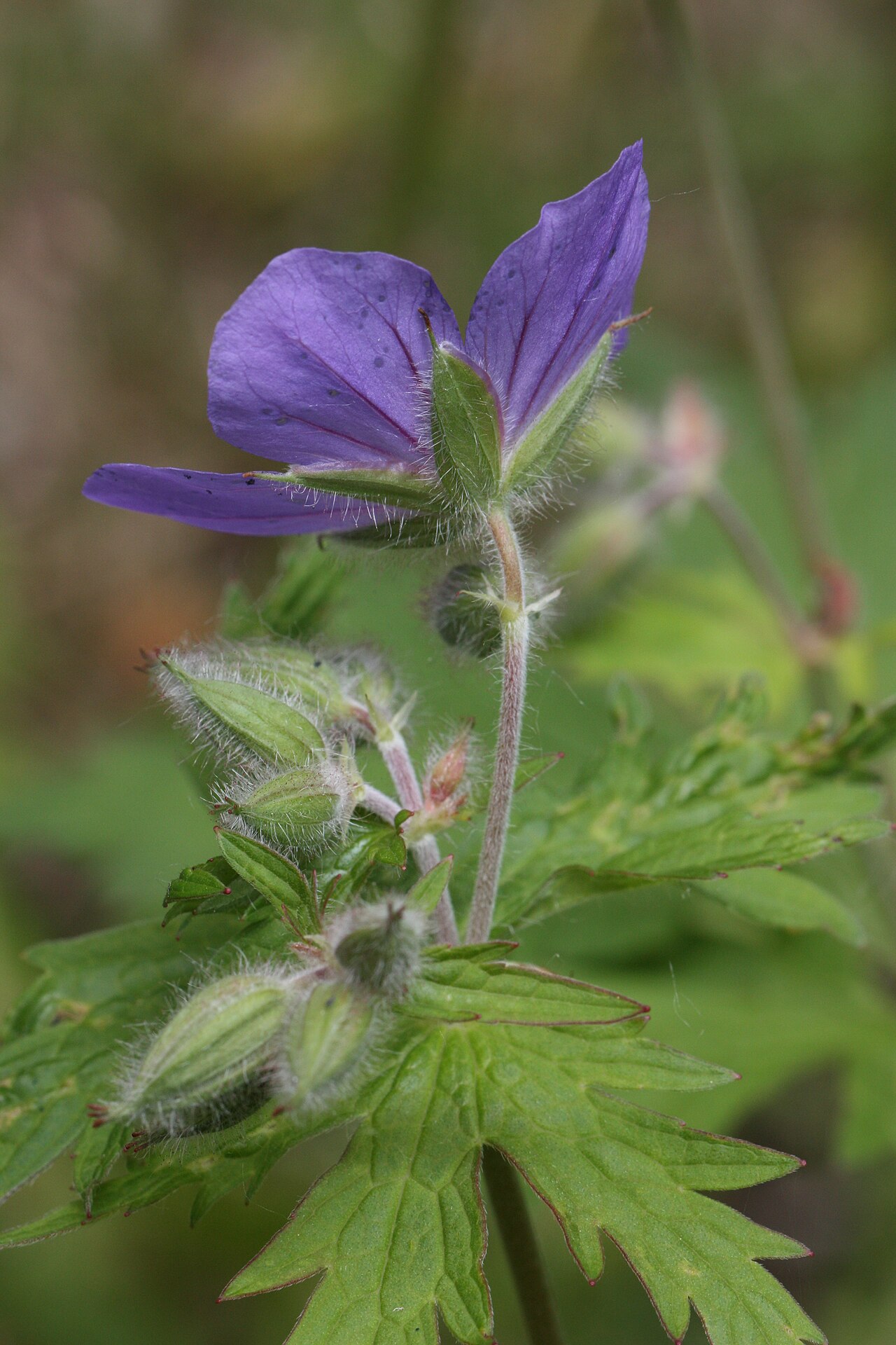 Woolly geranium: Cranesbill, Wild Geranium