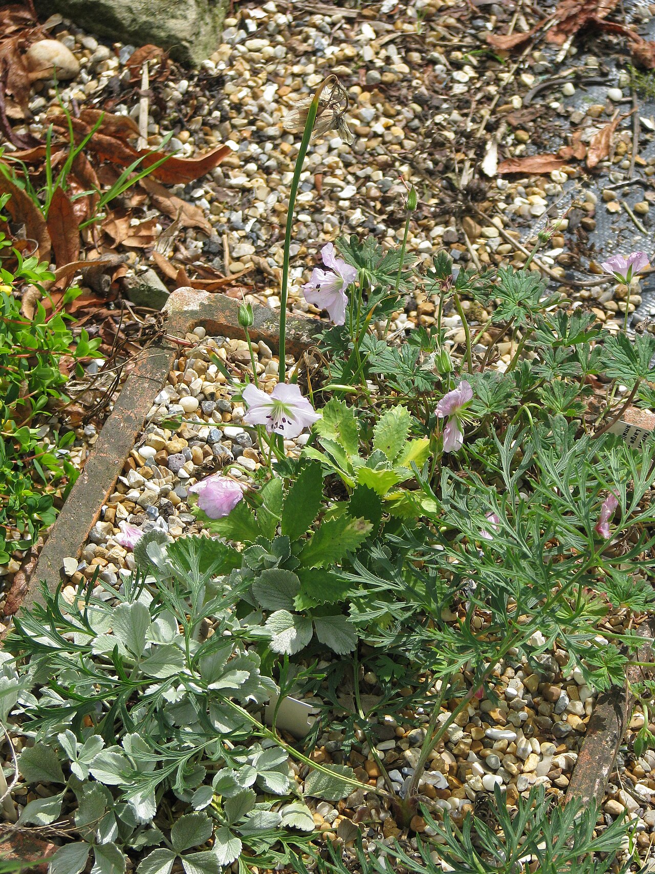 Geranium farreri: Geranium farreri