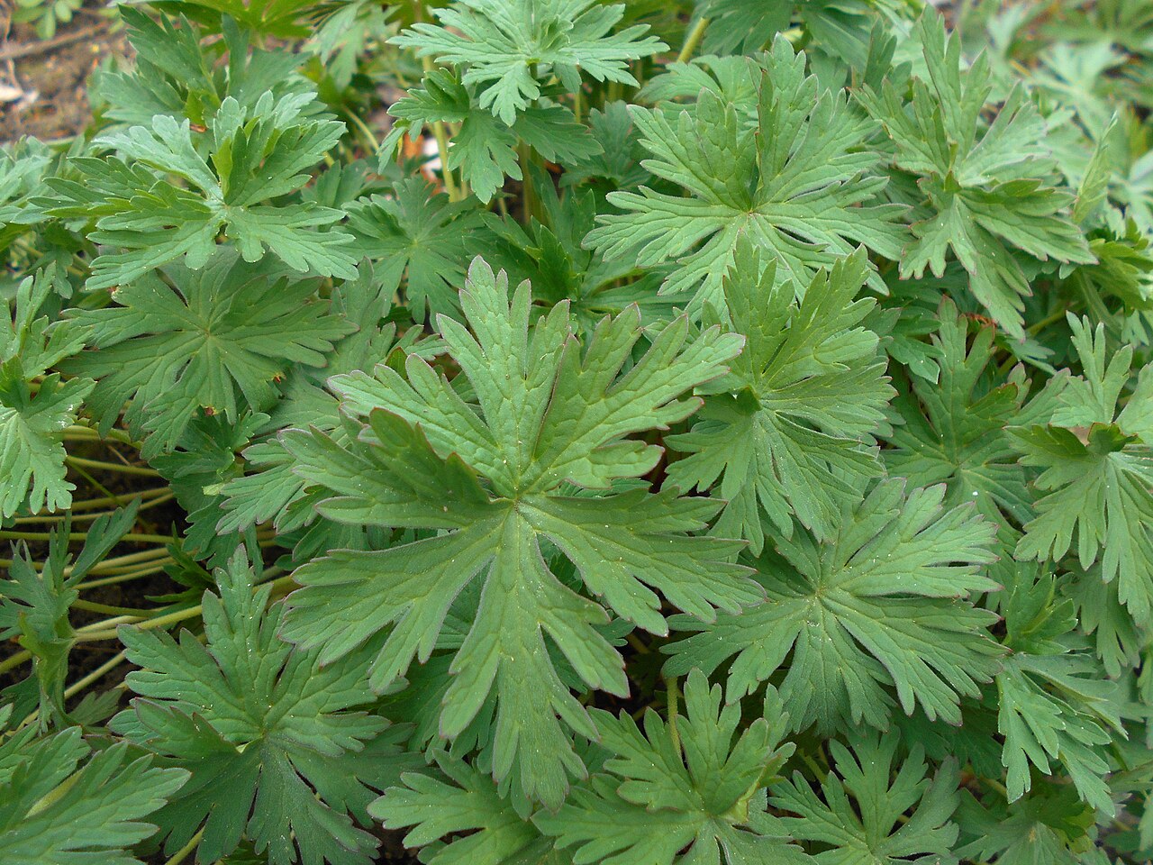 Geranium farreri: Bodziszek Farrera ( Geranium farreri ), Ogród Botaniczny UMCS w Lublinie.