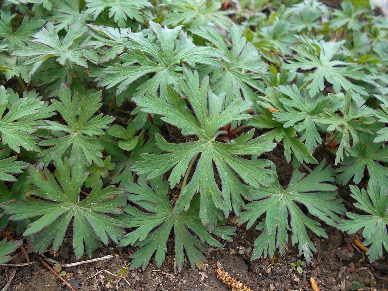 Geranium farreri: Bodziszek Farrera ( Geranium farreri ), Ogród Botaniczny UMCS w Lublinie.