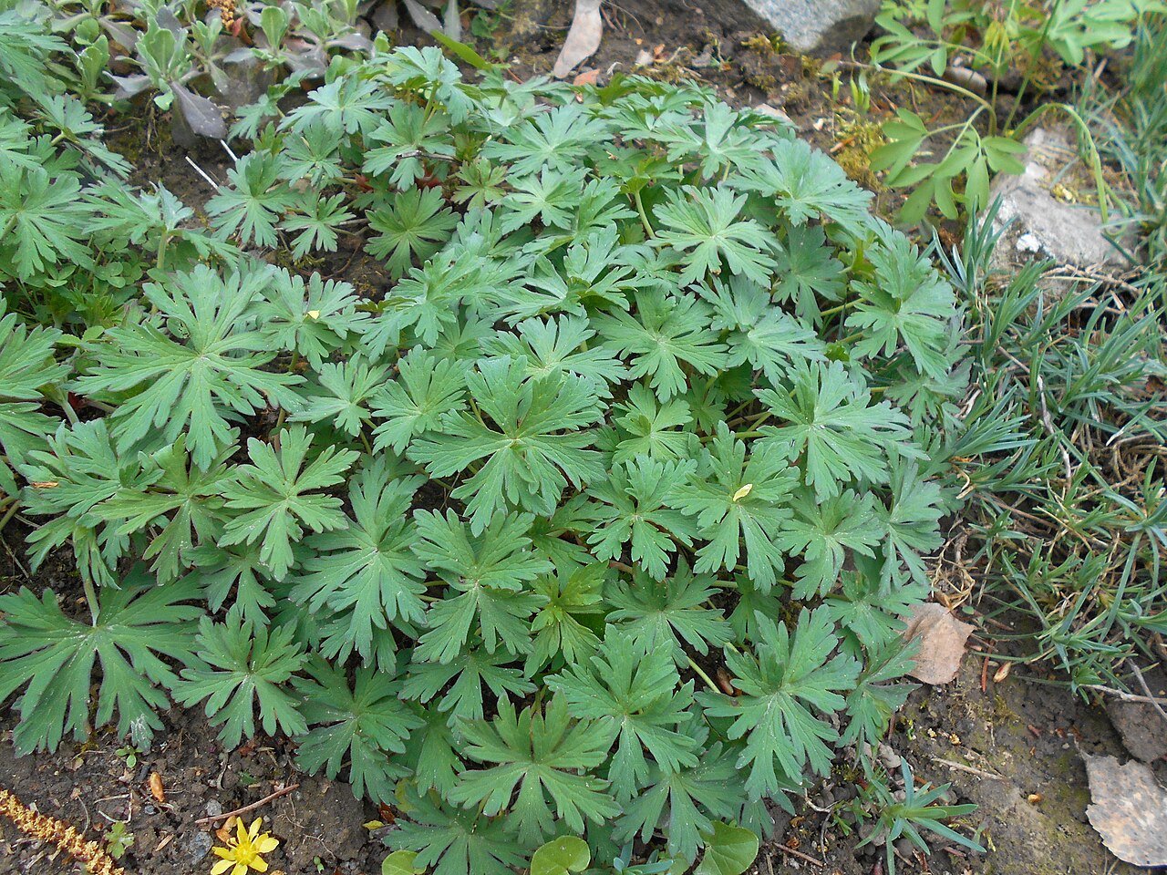 Geranium farreri: Bodziszek Farrera ( Geranium farreri ), Ogród Botaniczny UMCS w Lublinie.
