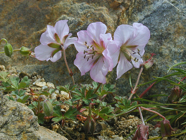 Geranium farreri: Petit Géranium de 15 cm, aux fleurs rose pâle nacrées, de 3 cm de diamètre. Il se rencontre sur éboulis à haute altitude dans l'ouest de la Chine.