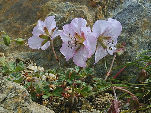 Geranium farreri: Petit Géranium de 15 cm, aux fleurs rose pâle nacrées, de 3 cm de diamètre. Il se rencontre sur éboulis à haute altitude dans l'ouest de la Chine.