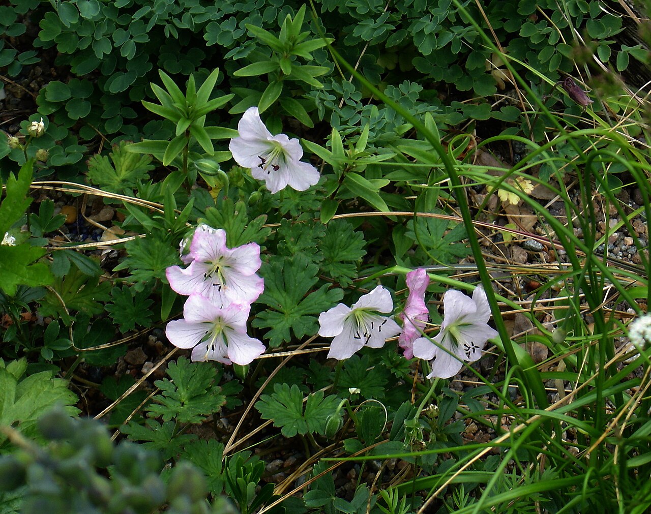 Geranium farreri: An exquisite little species from the Himalayas, bought from the now defunct Ingwersen's nursery. The whole plant is about 4inches across all told, so the flower