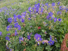 Geranium gymnocaulon (Geranium gymnocaulon)