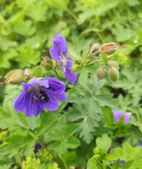 Geranium gymnocaulon (Geranium gymnocaulon)