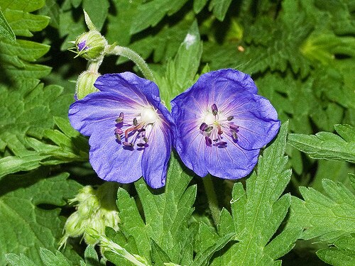 Geranium gymnocaulon: Geranium gymnocaulon