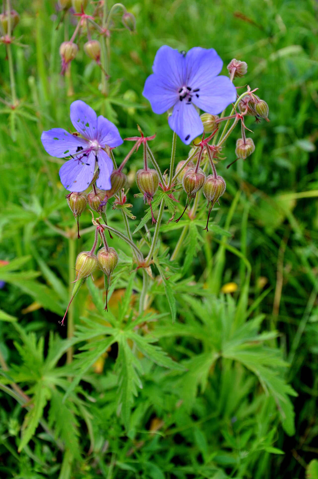 Geranium gymnocaulon: Taken in Bakuriani
