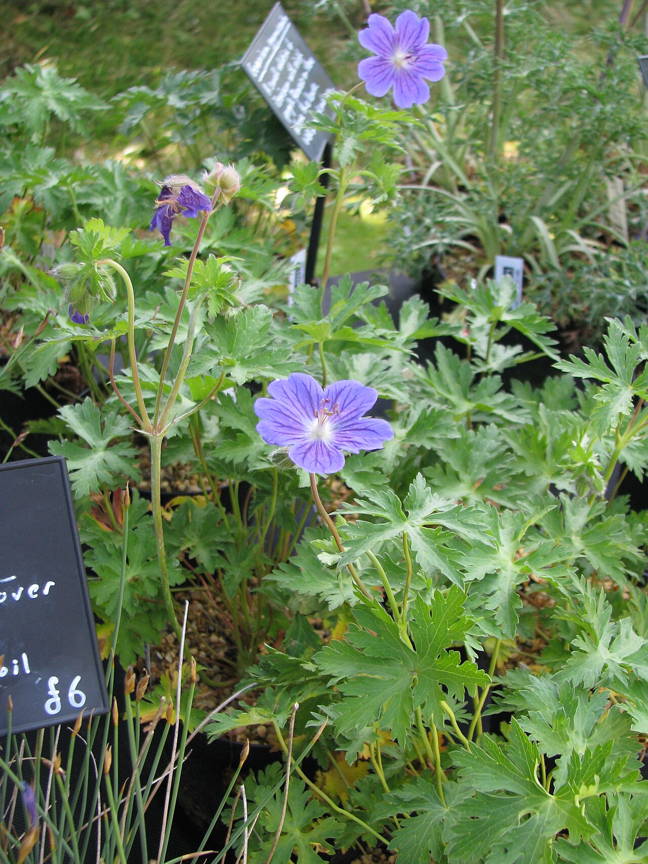 Geranium gymnocaulon: Geranium gymnocaulon