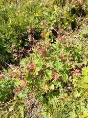 Geranium gymnocaulon (Geranium gymnocaulon)