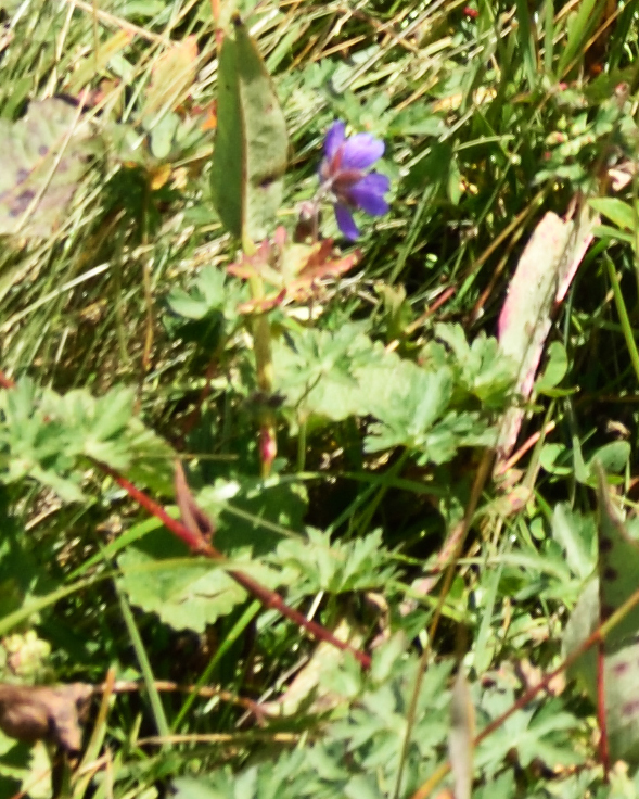 Geranium gymnocaulon (Geranium gymnocaulon)