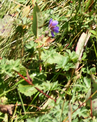 Geranium gymnocaulon (Geranium gymnocaulon)