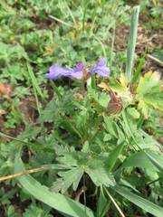 Geranium gymnocaulon (Geranium gymnocaulon)