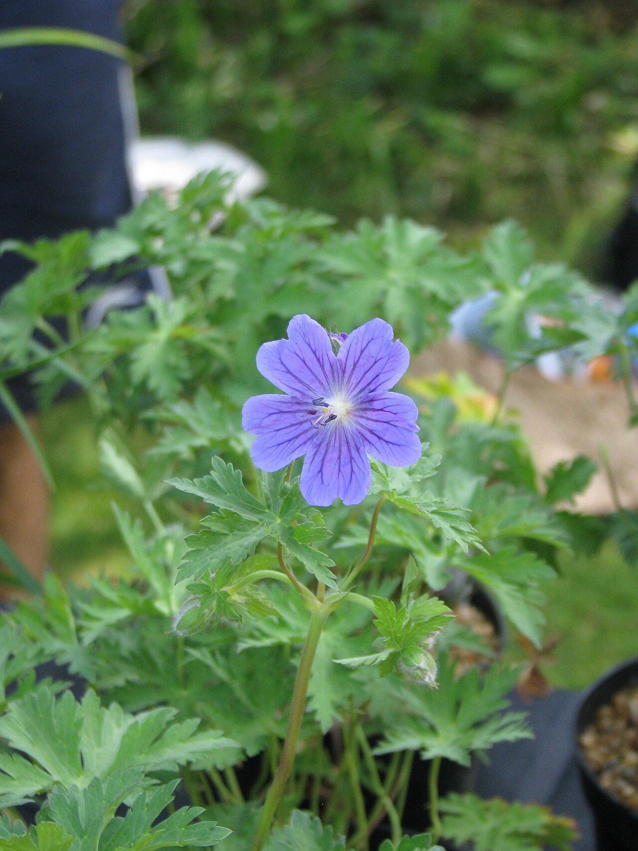 Geranium gymnocaulon: Basically a dwarf relative of the common (and frankly rather overwhelming) ibericum and magnificum