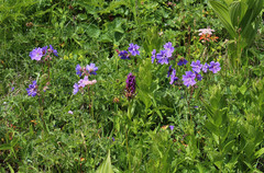 Geranium gymnocaulon (Geranium gymnocaulon)
