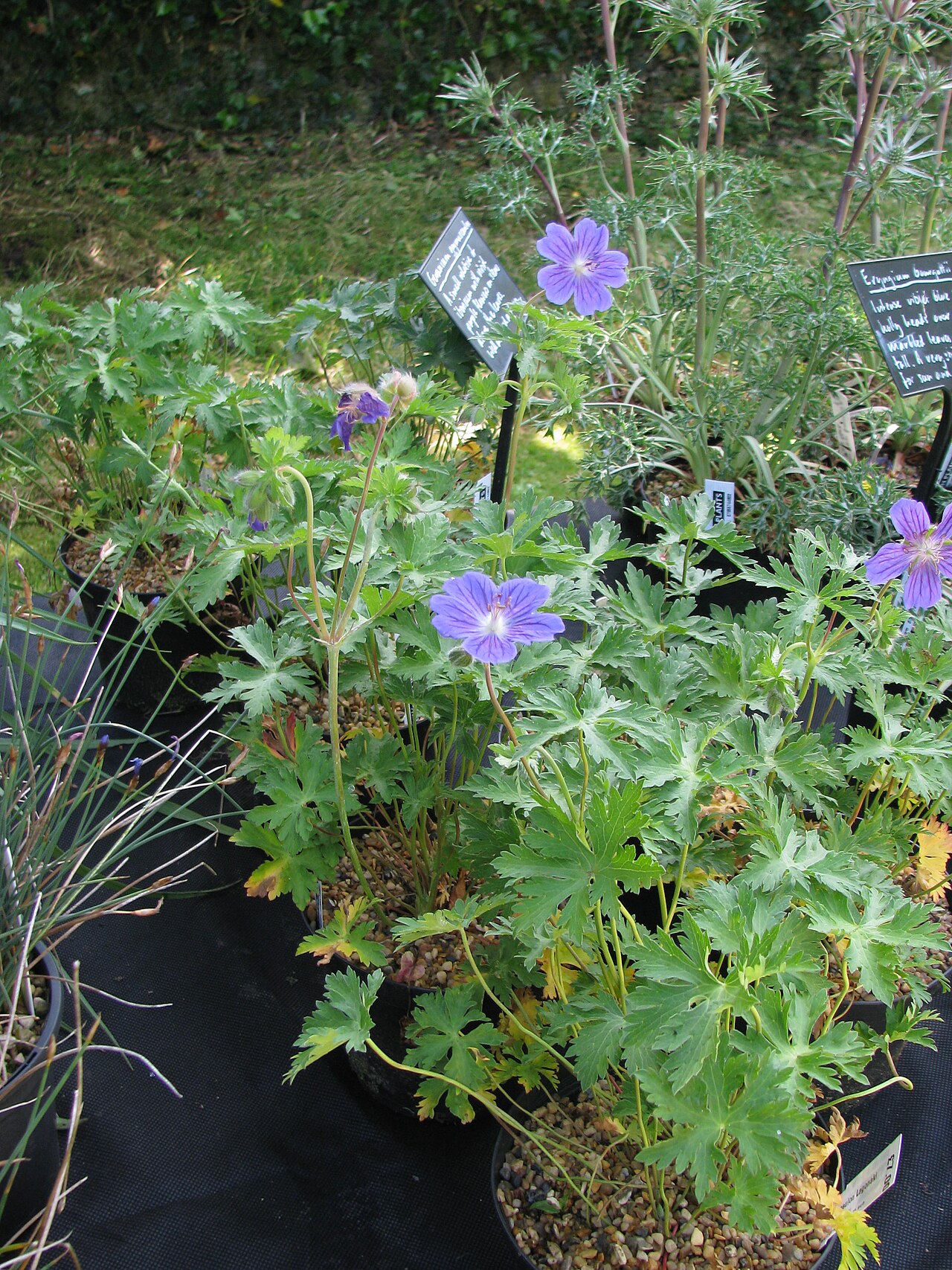 Geranium gymnocaulon: Geranium gymnocaulon