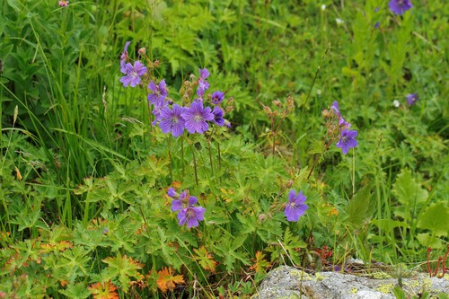 Geranium gymnocaulon (Geranium gymnocaulon)