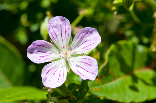 Geranium hayatanum (Geranium hayatanum)