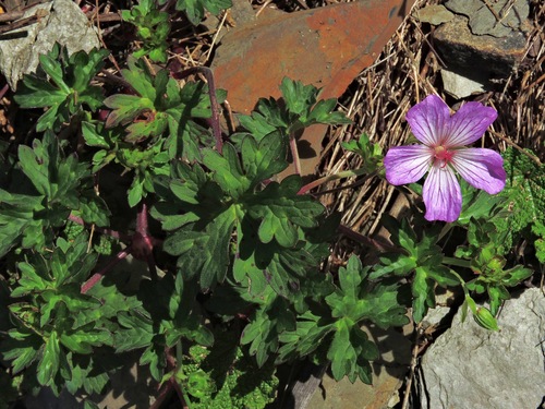Geranium hayatanum (Geranium hayatanum)