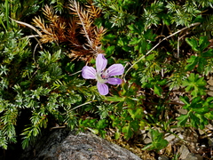 Geranium hayatanum (Geranium hayatanum)