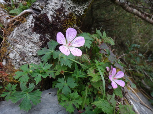 Geranium hayatanum (Geranium hayatanum)