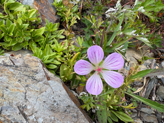 Geranium hayatanum (Geranium hayatanum)