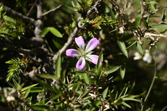 Geranium hayatanum (Geranium hayatanum)