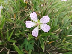 Geranium hayatanum (Geranium hayatanum)