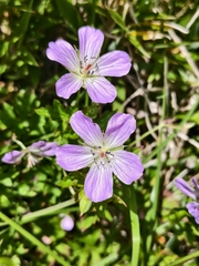 Geranium hayatanum (Geranium hayatanum)