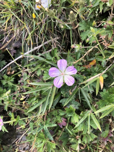 Geranium hayatanum (Geranium hayatanum)