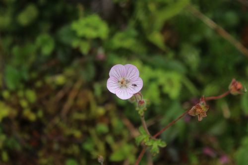Geranium holosericeum (Geranium holosericeum)