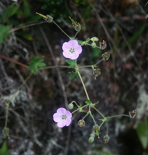 Geranium holosericeum: Geranium holosericeum , Storchschnabelgewächse (Geraniaceae) – Kolumbien/Colombia: Dpto. Cundinamarca, Parque Nacional Natural Chingaza, Sendero Lagunas de Siec