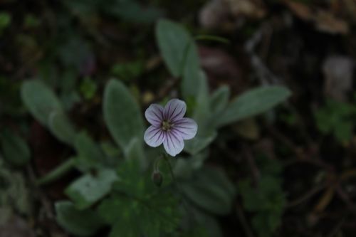 Geranium holosericeum (Geranium holosericeum)