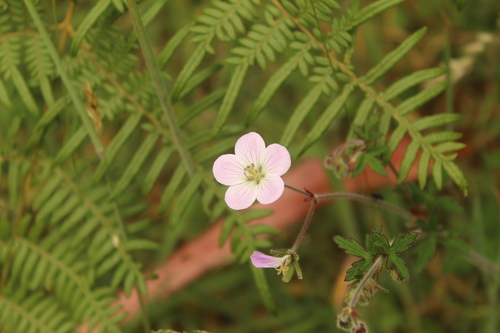 Geranium holosericeum (Geranium holosericeum)