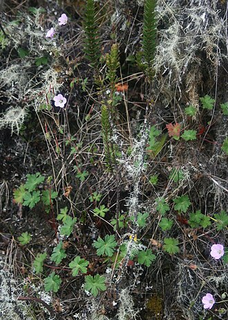 Geranium holosericeum: Geranium holosericeum , Storchschnabelgewächse (Geraniaceae) – Kolumbien/Colombia: Dpto. Cundinamarca, Parque Nacional Natural Chingaza, Sendero Lagunas de Siec