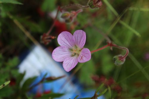 Geranium holosericeum (Geranium holosericeum)