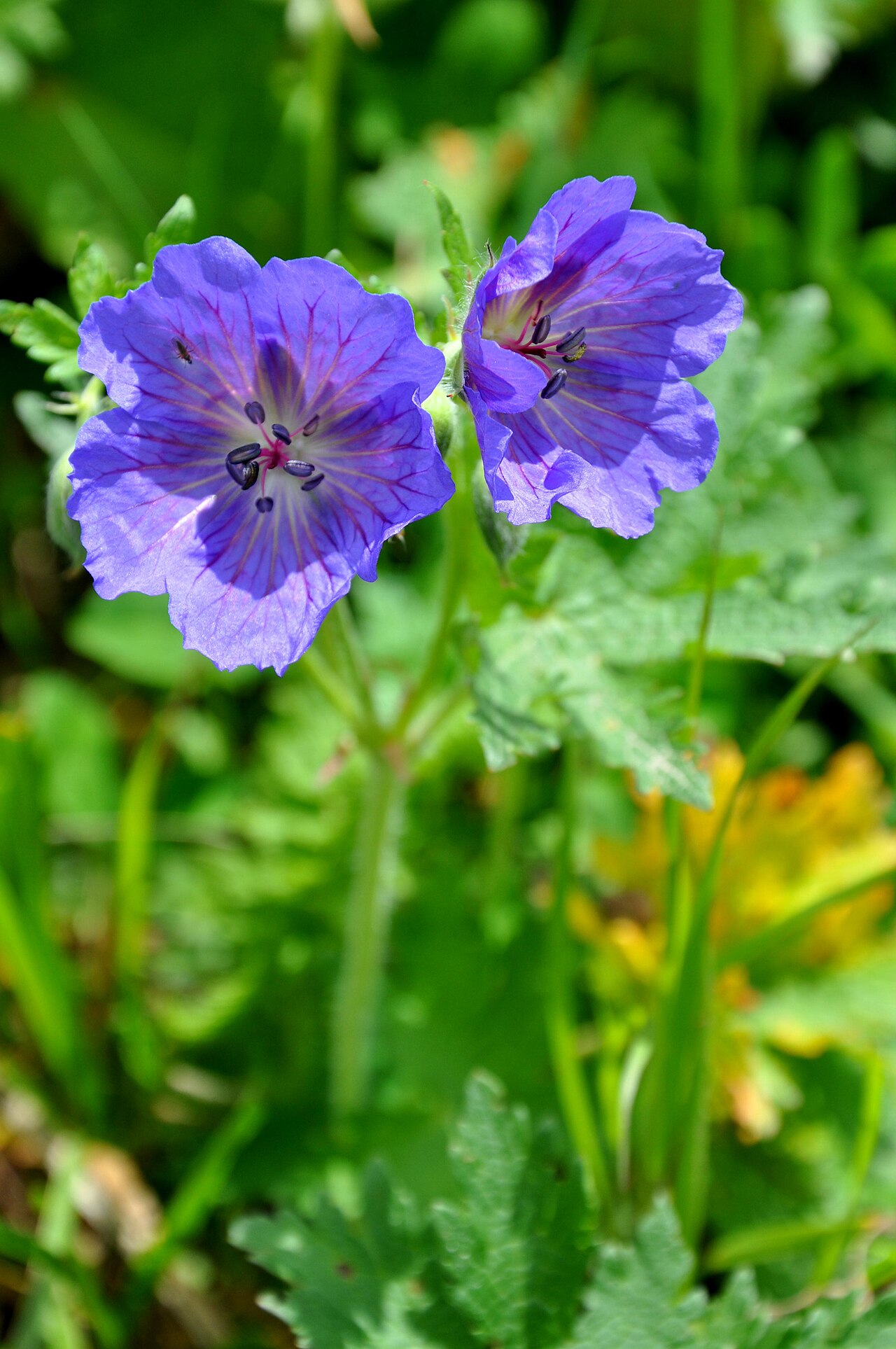 Iberian geranium: Taken in Skhmeri