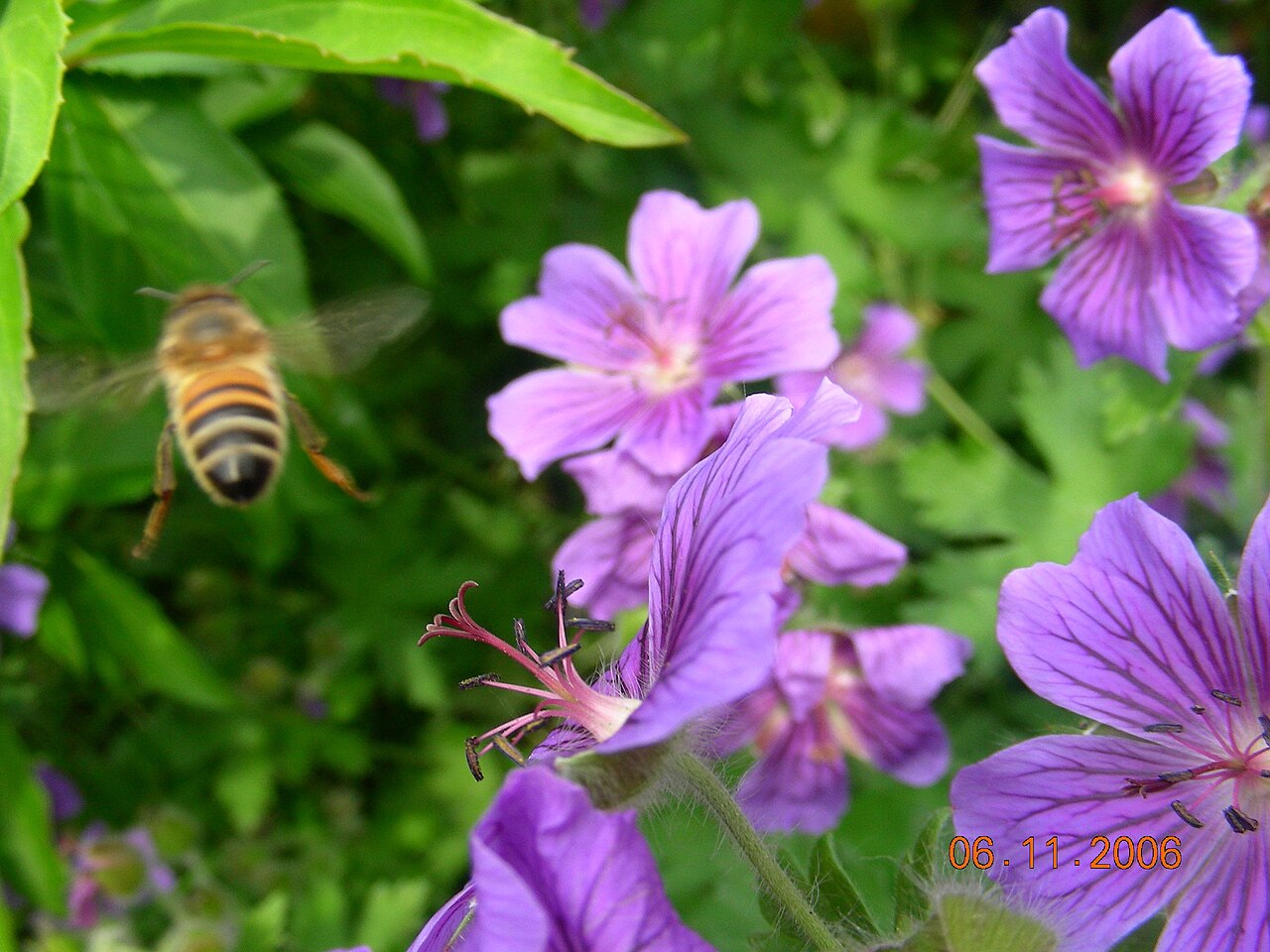 Iberian geranium: Johnston's geranium, bee