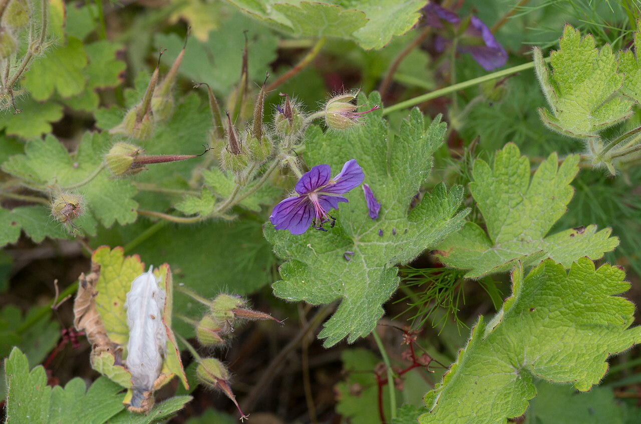Iberian geranium: Geranium ibericum ssp jubatum - Jardin des Plantes