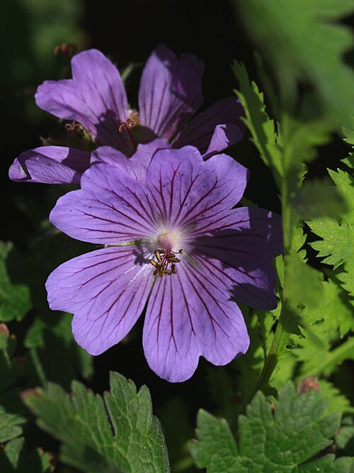 Iberian geranium: Blue Geranium flower in garden on Platform 2 at Leamington Spa railway station, Warwickshire