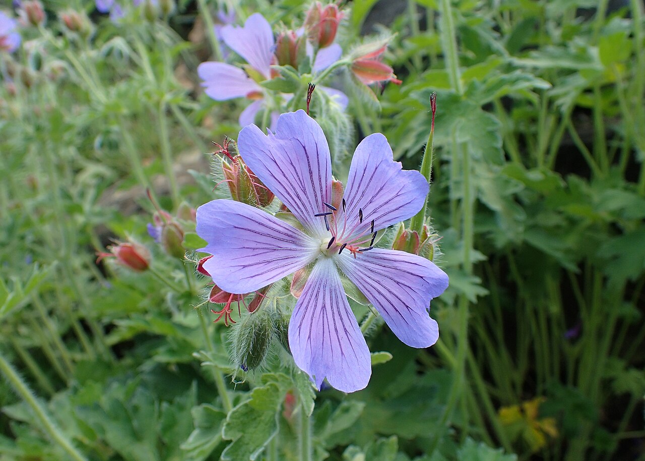 Iberian geranium: Geranium ibericum in the Botanischer Garten, Berlin-Dahlem