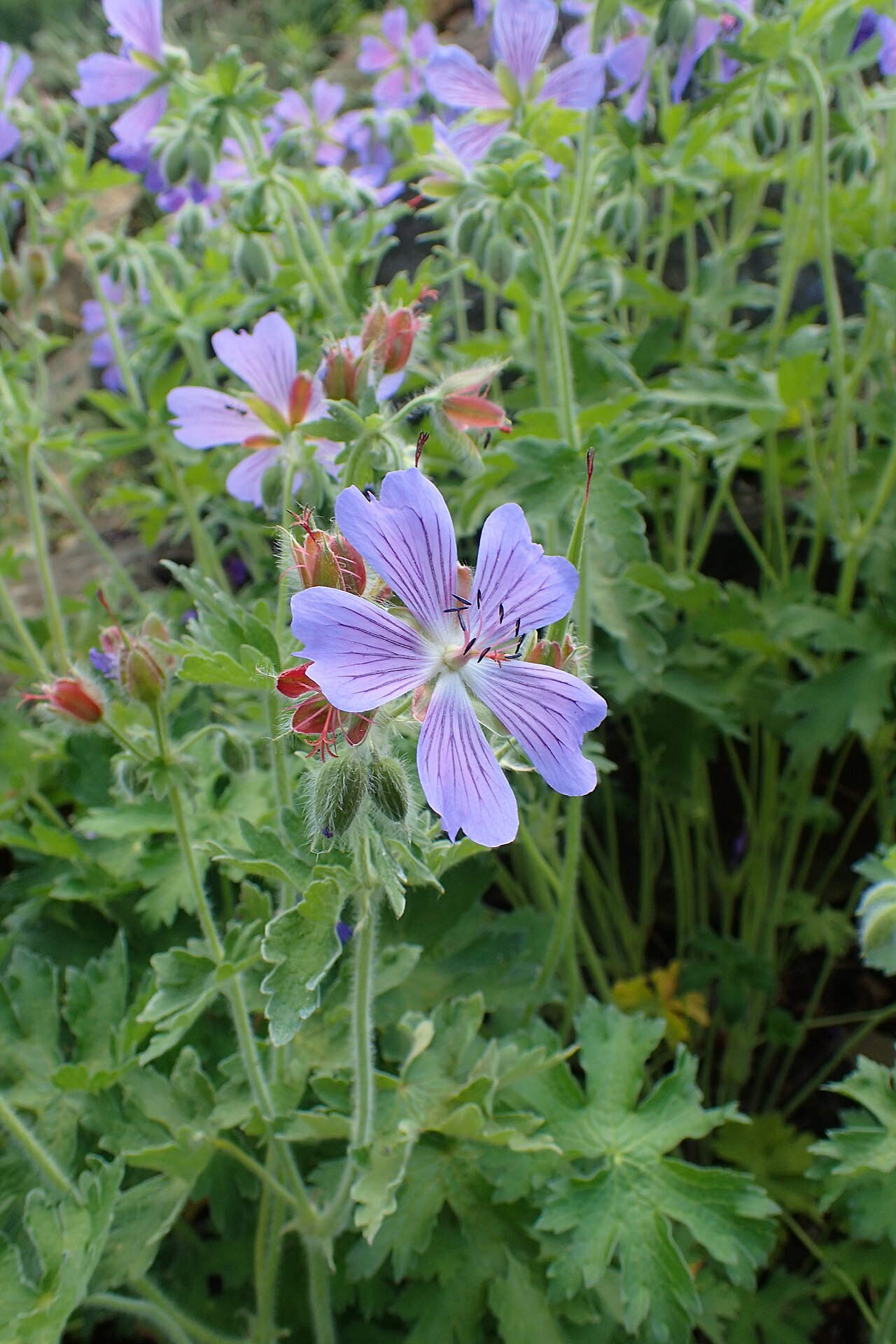 Iberian geranium: Geranium ibericum in the Botanischer Garten, Berlin-Dahlem
