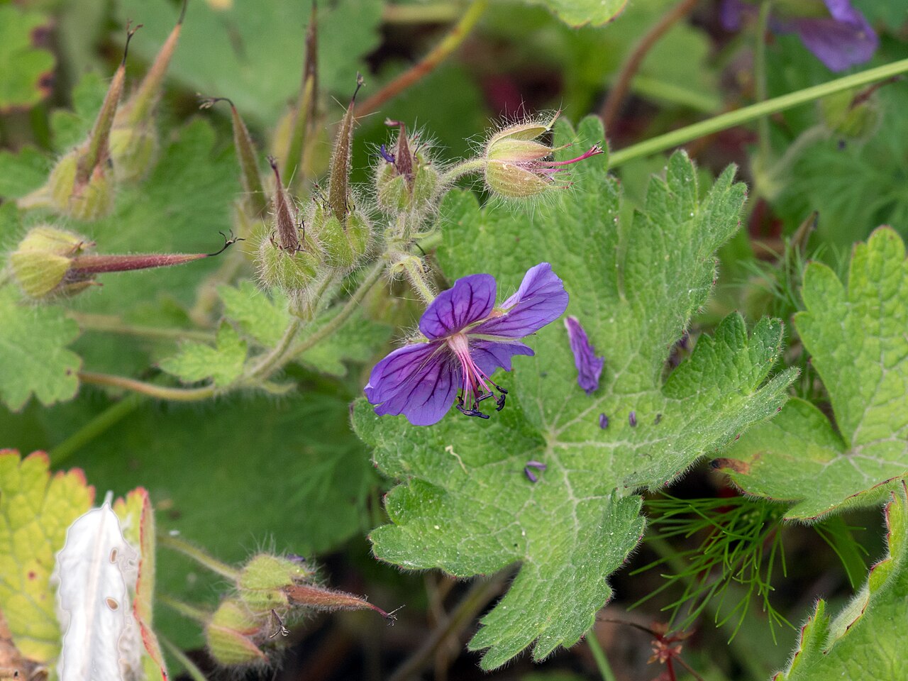 Iberian geranium: Geranium ibericum ssp. jubatum - Jardin des Plantes