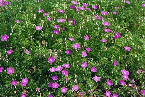 Geranium incanum: Geranium incanum