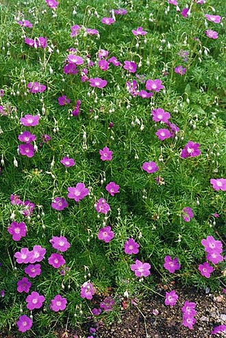 Geranium incanum: Geranium incanum