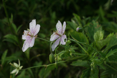 Geranium krameri (Geranium krameri)